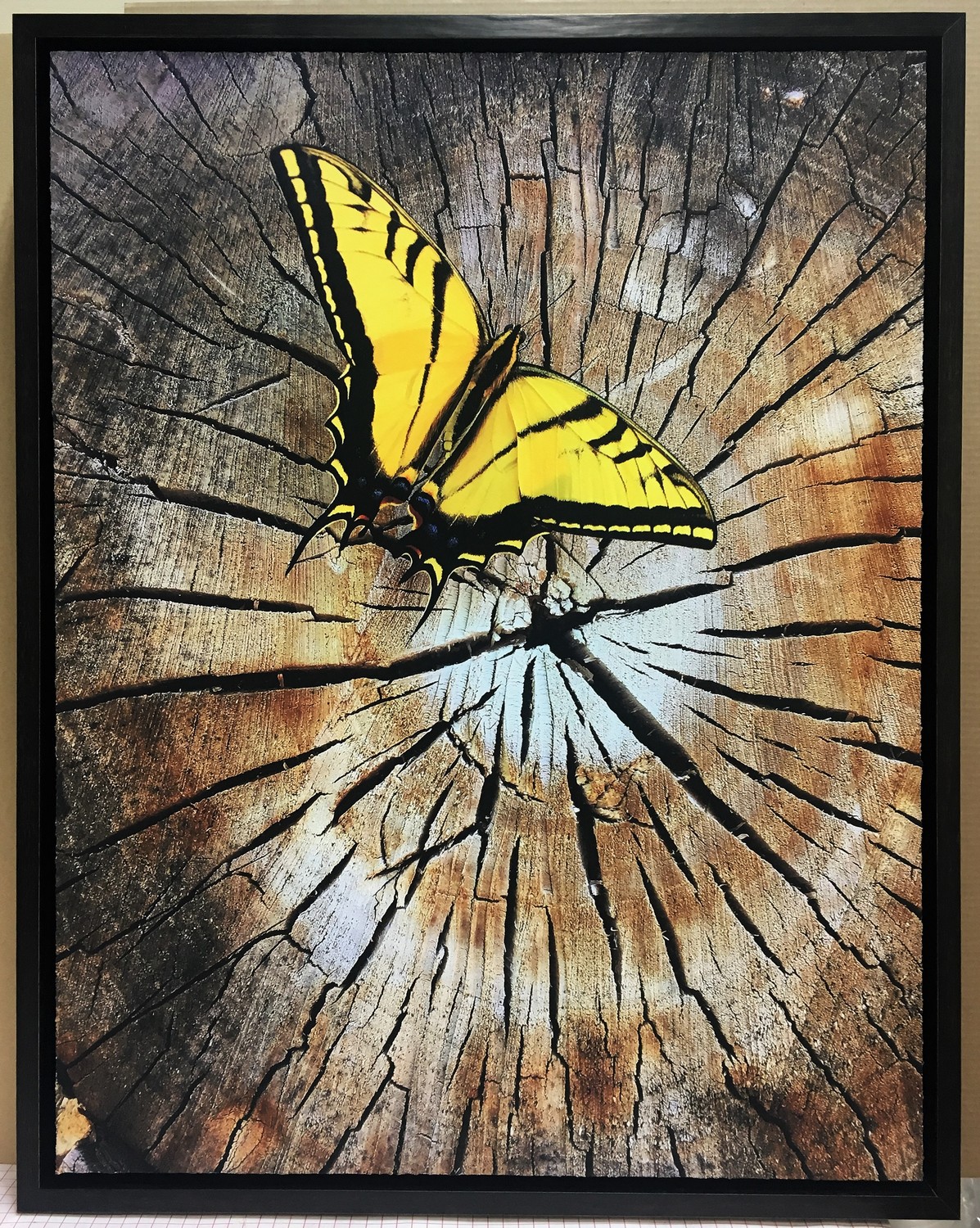 framed Butterfly on wood print